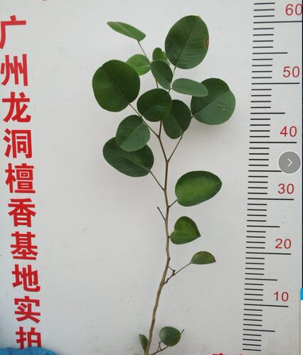 印度小叶紫檀基地树苗