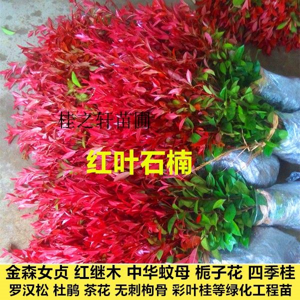 红叶石楠树苗红花继木杜鹃无刺枸骨中华蚊母别墅庭院绿化工程小苗