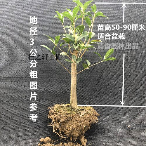 庭院别墅地栽盆栽桂花桂丹可栽种