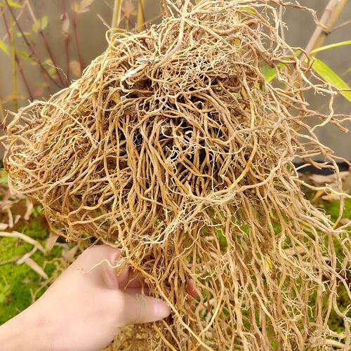 野生牛尾菜500g 福建百条根野生中药材干品牛尾蕨根 牛尾结大伸筋