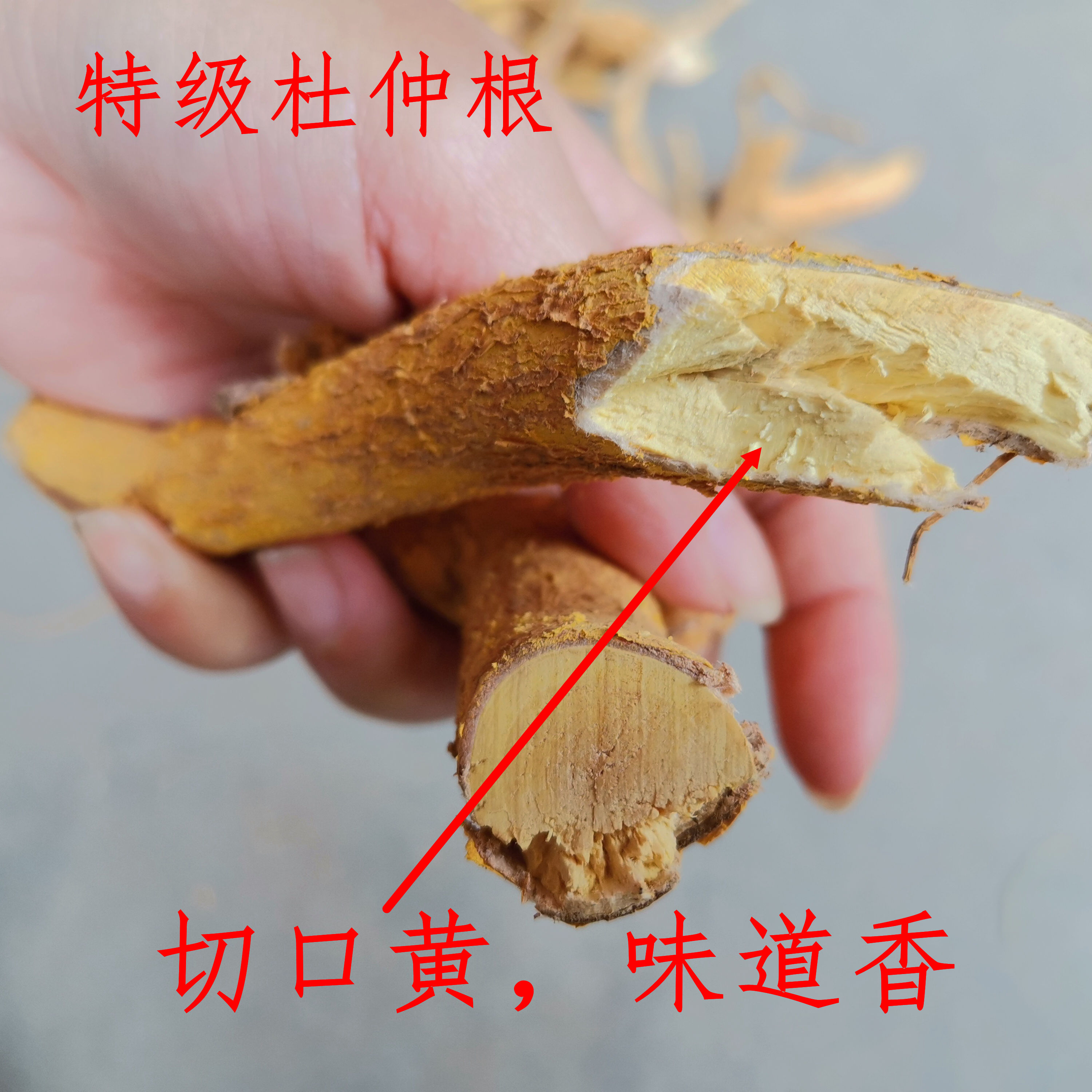 野生杜仲根 山杜仲根 野杜仲 百齿卫矛 飞天驳 杜仲中药材干品500