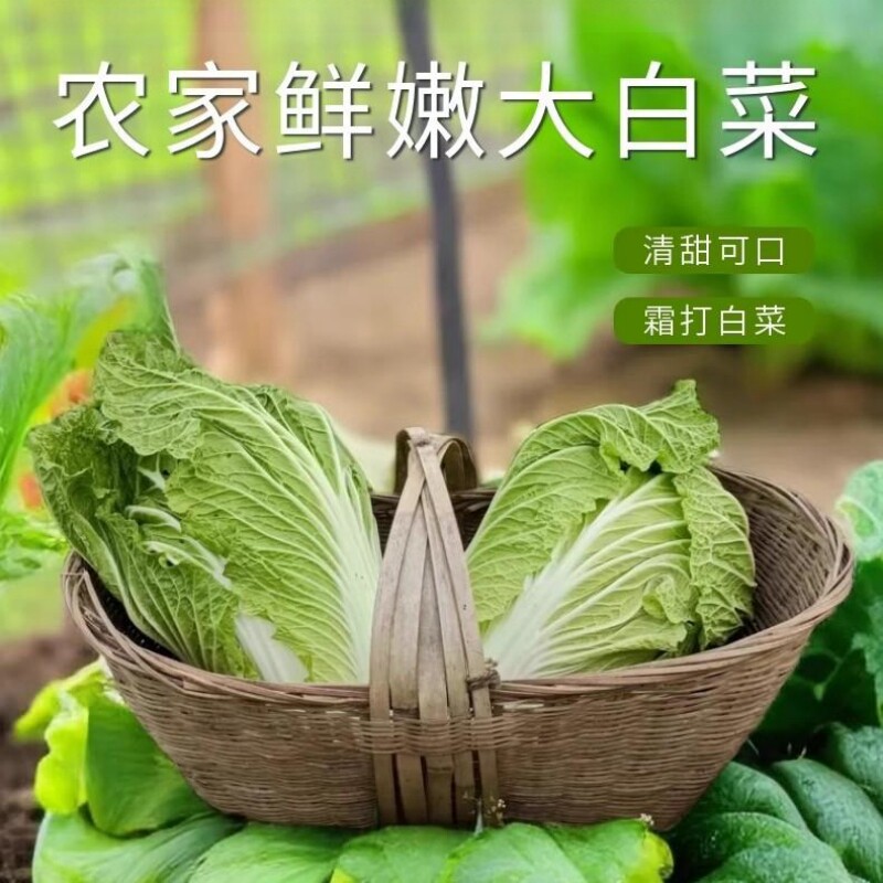湖北本地大白菜新鲜青菜绿叶菜