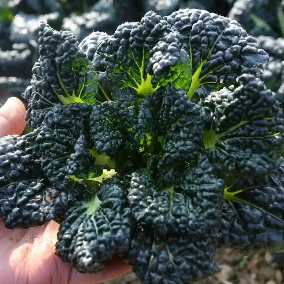 乌塌菜黑白菜小黑菜乌塌菜