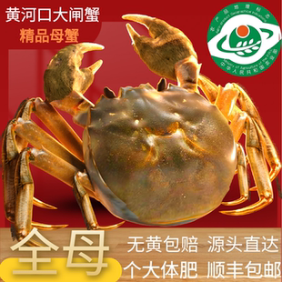 黄河口大闸蟹全母礼盒鲜活直达顺丰包邮