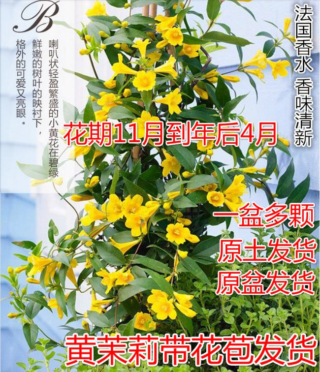 绿植法国香水四季窗台茉莉花苗