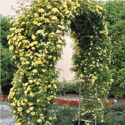 盆栽爬藤植物蔷薇木香花苗