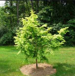 水杉树苗杉树红叶杉树苗水杉苗南北方道路绿化苗木庭院景观树耐寒