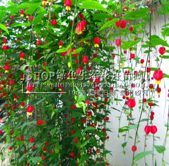 爬藤植物 灯笼花盆栽  常绿四