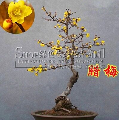 植物树桩腊梅花盆景苗吐血价