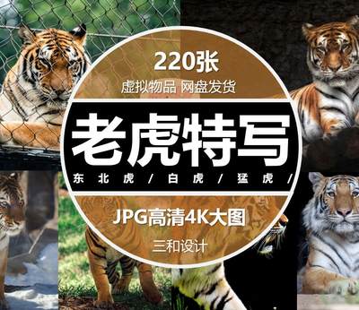 老虎特写白虎猛虎小虎崽猫科猛兽野兽野生动物超高清jpg图片素材