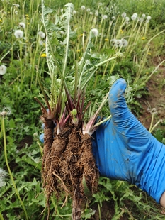 老品种黄花地丁趣味盆栽可食用蒲公英大苗带根丁婆婆幼儿园用盆景