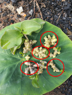 爬藤植物送生根粉四季 包邮 绿植云南白药叶 花卉藤三七盆栽种苗10粒