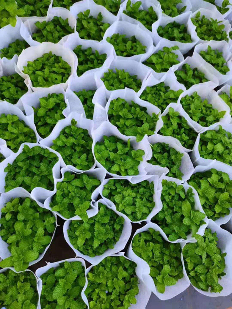 云南食用薄荷根苗2丛包邮柠檬香水薄荷 农家川芎送土早点火锅薄荷