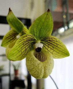 麻栗坡兜兰带盆金童玉女兜兰带花苞包邮云南兰花卉拖鞋兰杏黄兜兰