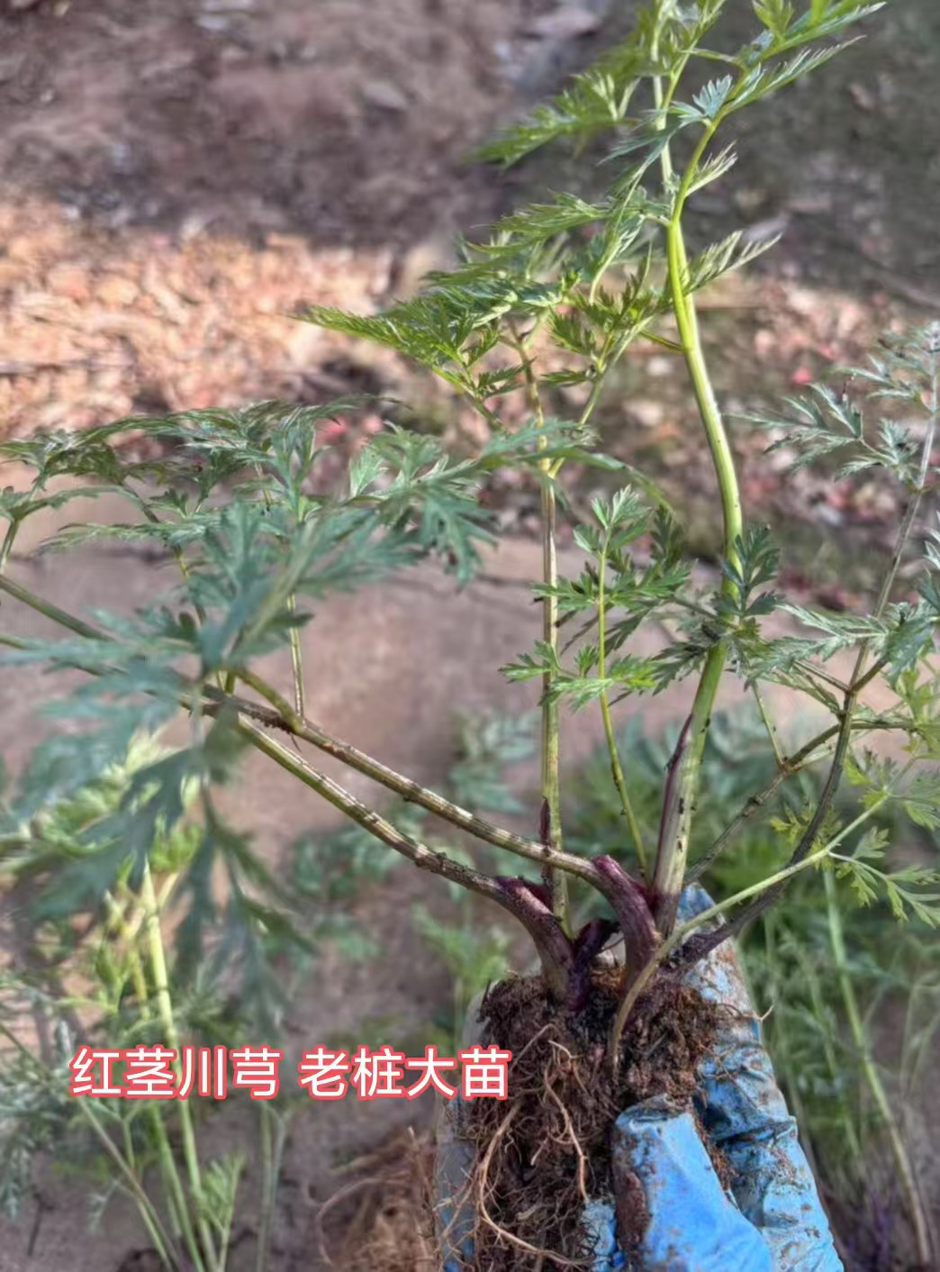 云南中草药盆栽小叶红杆川芎种苗香浓川芎叶带根新鲜蔬菜老苗5苗