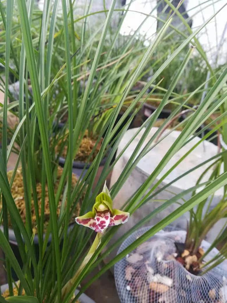 云南兰花露天种植豆瓣笑蝶