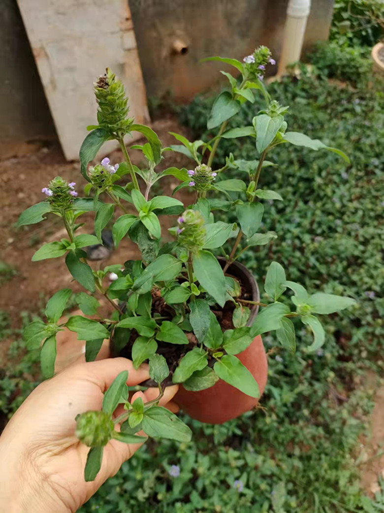 盆栽夏枯草云南中药材含盆土夏枯花棒槌草蒲公英盆栽车前草
