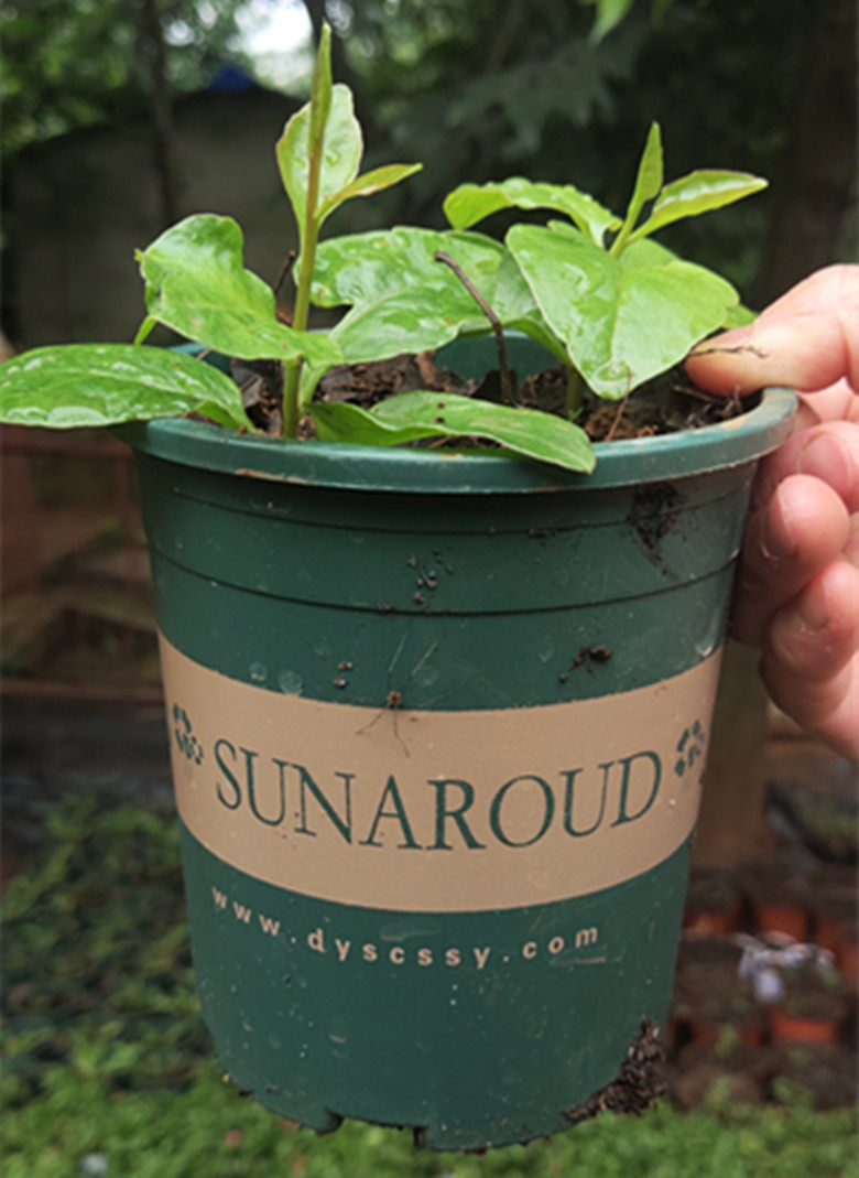 藤三七盆景爬藤绿植加仑盆包邮花卉窗台隔断土三七川七云南白药叶