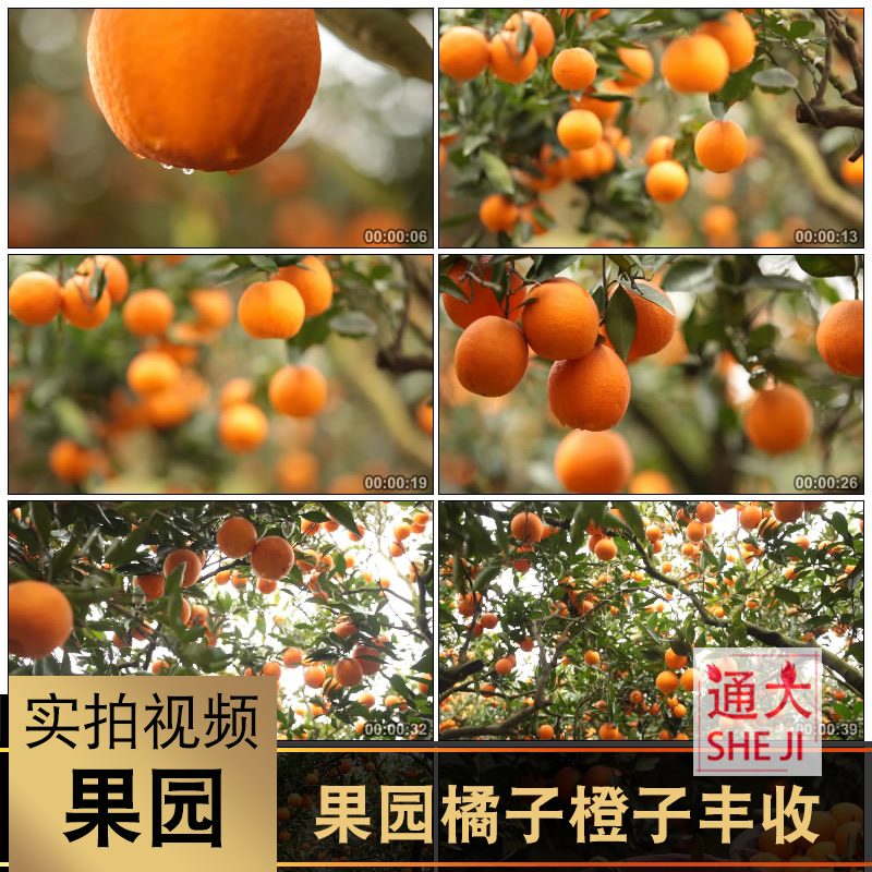 实拍果园果林果树种植橘子橙子甜橙脐橙采摘丰收绿色