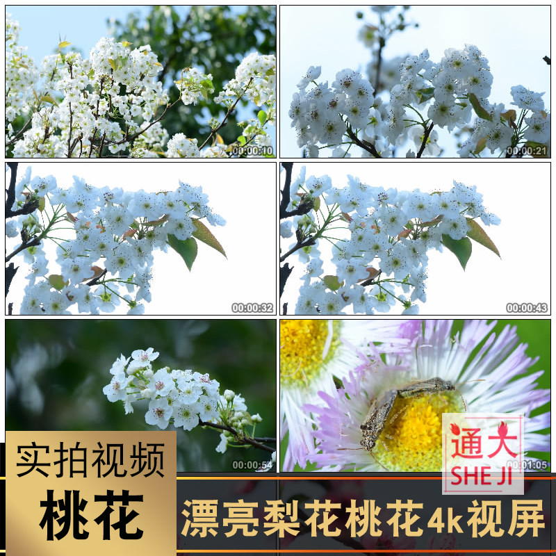 4k超清大自然花开桃花樱花梨花春天鲜花唯美阳光万物复苏视频素材