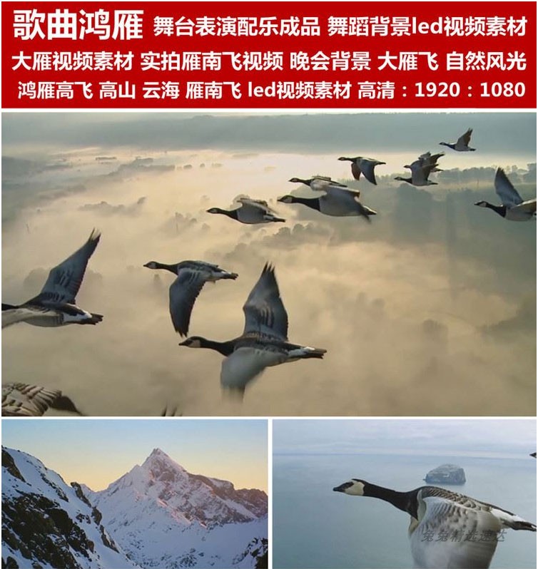 歌曲鸿雁舞台表演背景视频晚会背景大雁南飞视频素材