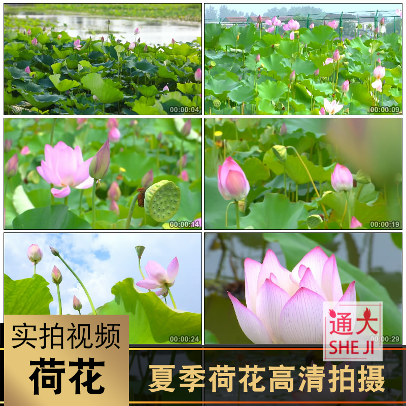 夏季荷花高清实拍视频素材池塘公园睡莲花骨朵开放