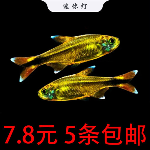 满天星迷你灯鱼好养群游草缸鱼