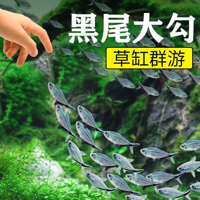 大号黑尾大勾鱼批发群游鱼红绿灯草缸热带小型鱼活体扯旗鱼观赏鱼