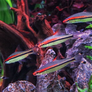 一眉道人热带活体观赏鱼苗群游草缸淡水新手混养灯科好养中小型鱼