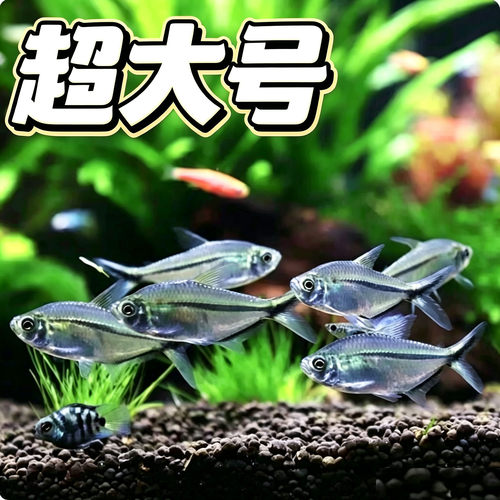 特大号黑尾大勾群游小型鱼热带鱼活体好养观赏鱼群游转圈小型鱼
