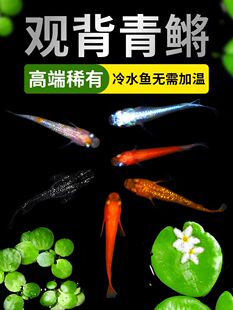 观背青鳉鱼卵微型小鱼小型观赏鱼迷你锦鲤冷水鱼免打氧好古法养鱼