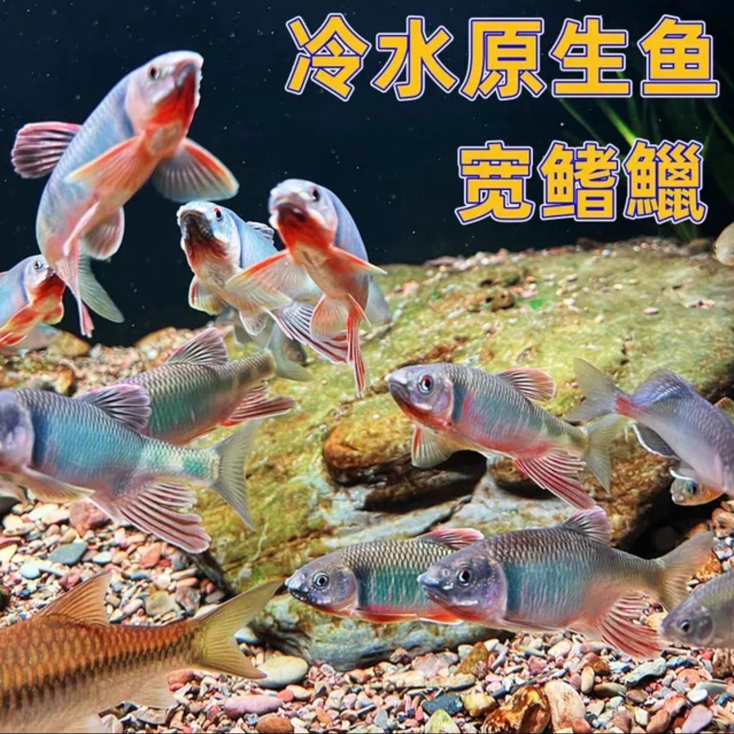 网红群游长鳍鱲溪流原生缸马口鬣异躐宽躐观赏鱼原生鱼冷水淡水鱼