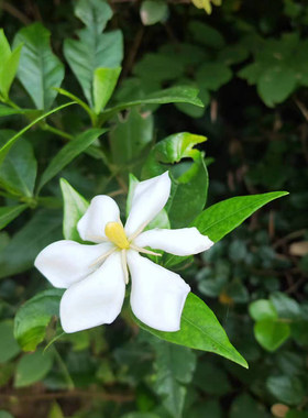 包活农村黄栀子花树苗山栀子