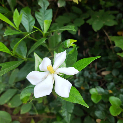 包活农村黄栀子花树苗山栀子