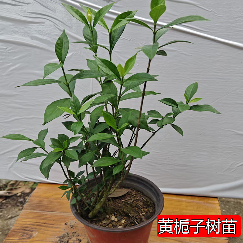 中药材用黄栀子花树苗天然山栀子苗木带盆栽好单层花瓣