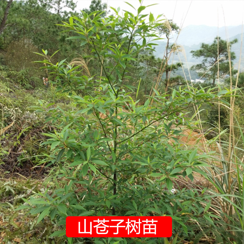 山苍子树苗木姜子山胡椒腊梅柴滑叶树香叶子香料盆景庭院地栽