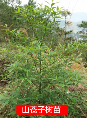 木姜子树苗山苍子香料