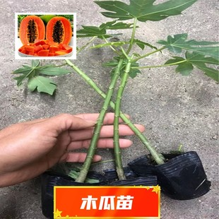 木瓜树苗红肉黄肉矮化大青水果黄金木瓜苗四季庭院阳台水果盆栽
