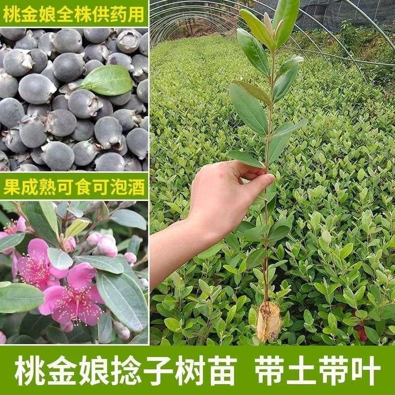 老桩正品桃金娘树苗多尼树苗捻子树苗庭院盆栽地栽带原土杯苗盆景