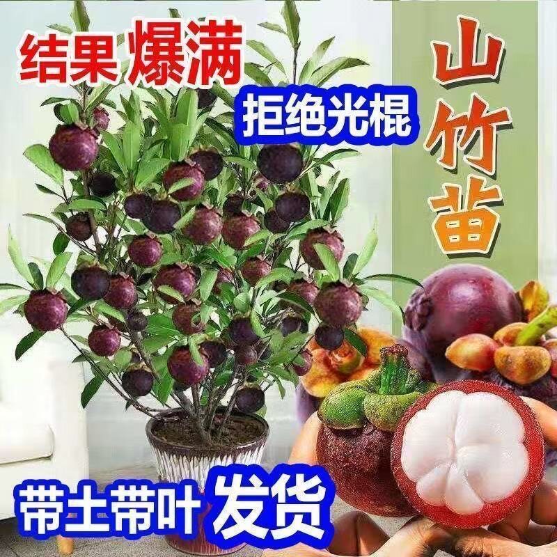 泰国无籽山竹果树果苗山竹树苗南方北方种植四季盆栽地栽当年结果
