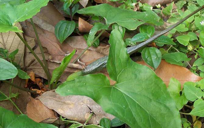 纯天然犁头尖  土半夏 阳台植物