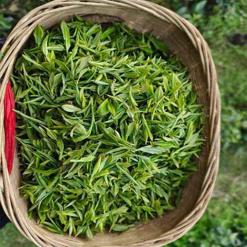 2026新茶翠峰毛尖紫阳茶口粮茶