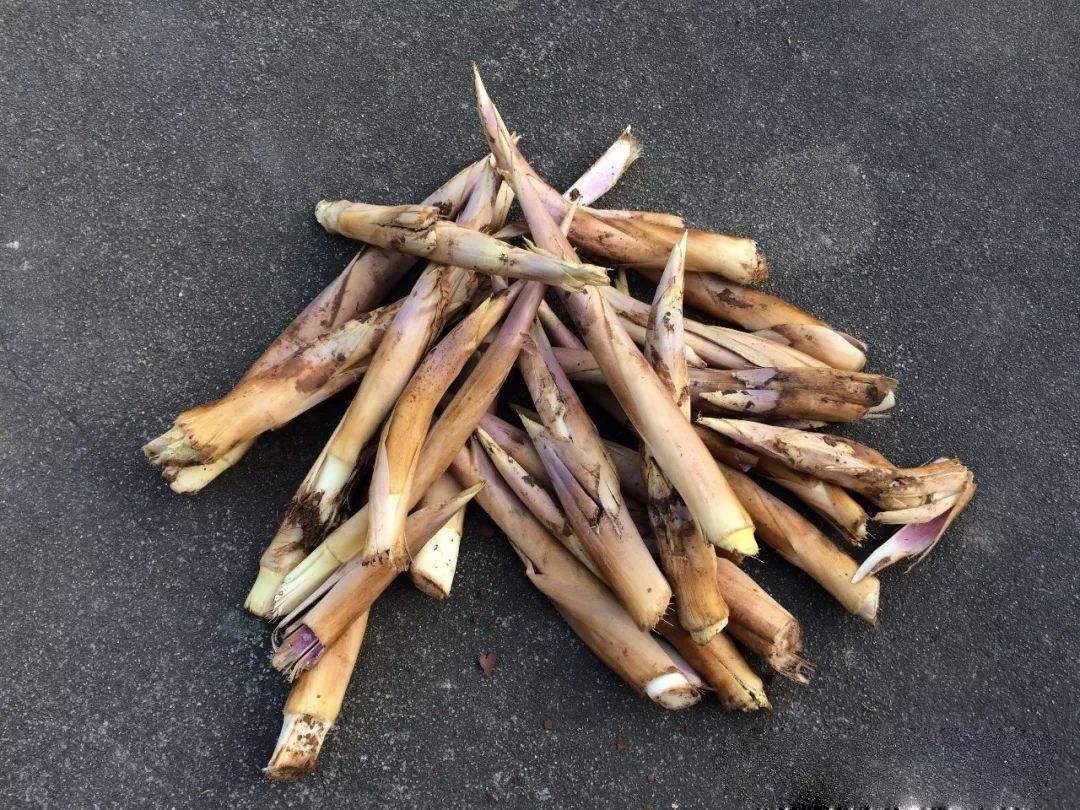 新鲜现挖马鞭笋当天竹笋5斤装 野生笋雷笋农家毛香笋特产春笋蔬菜