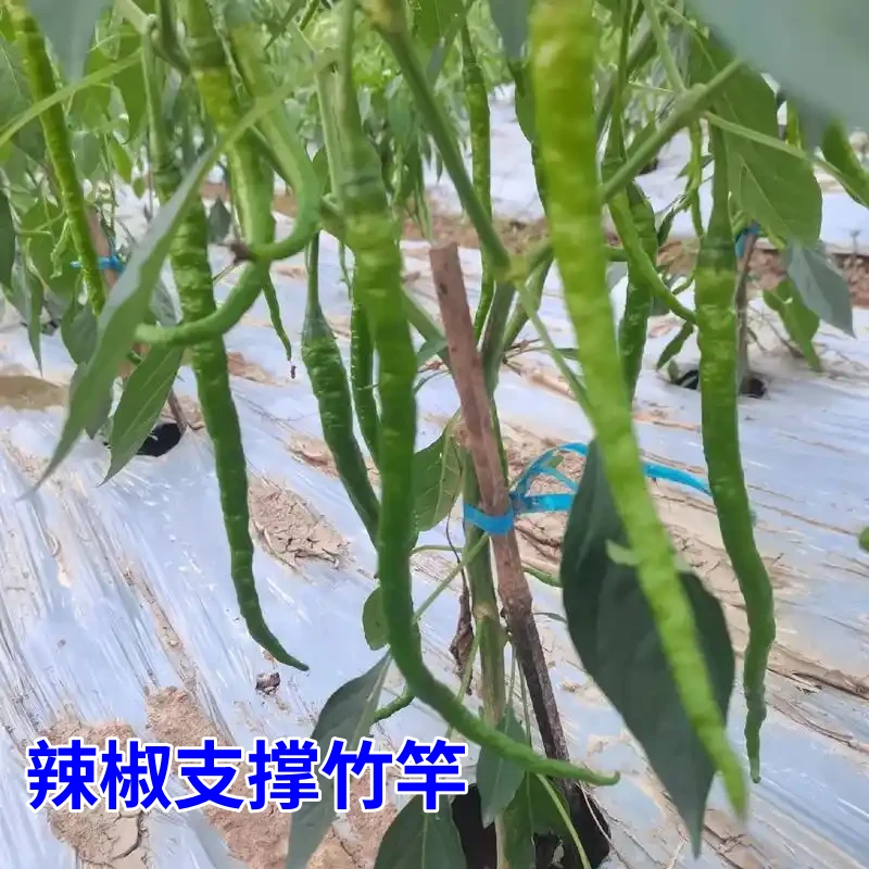 辣椒竹竿规格菜园架竹黄瓜竹竿豆角竹架番茄架杆果树支撑竹竿竹杆