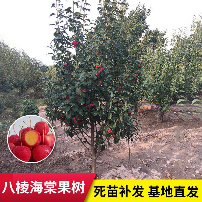 八棱海棠7年挂果树苗南北方庭院植物风景树四季种植西府海棠果树