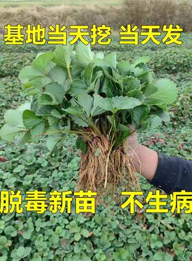 草莓苗四季奶油草莓带土带叶