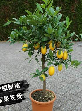 四季香水柠檬苗树苗带果盆栽
