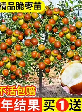 新疆和田大枣树苗特大枣树苗
