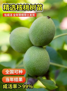 嫁接核桃树苗8518薄皮纸皮核桃