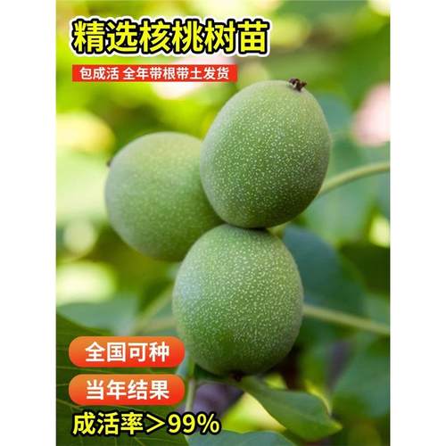 嫁接核桃树苗8518薄皮纸皮核桃
